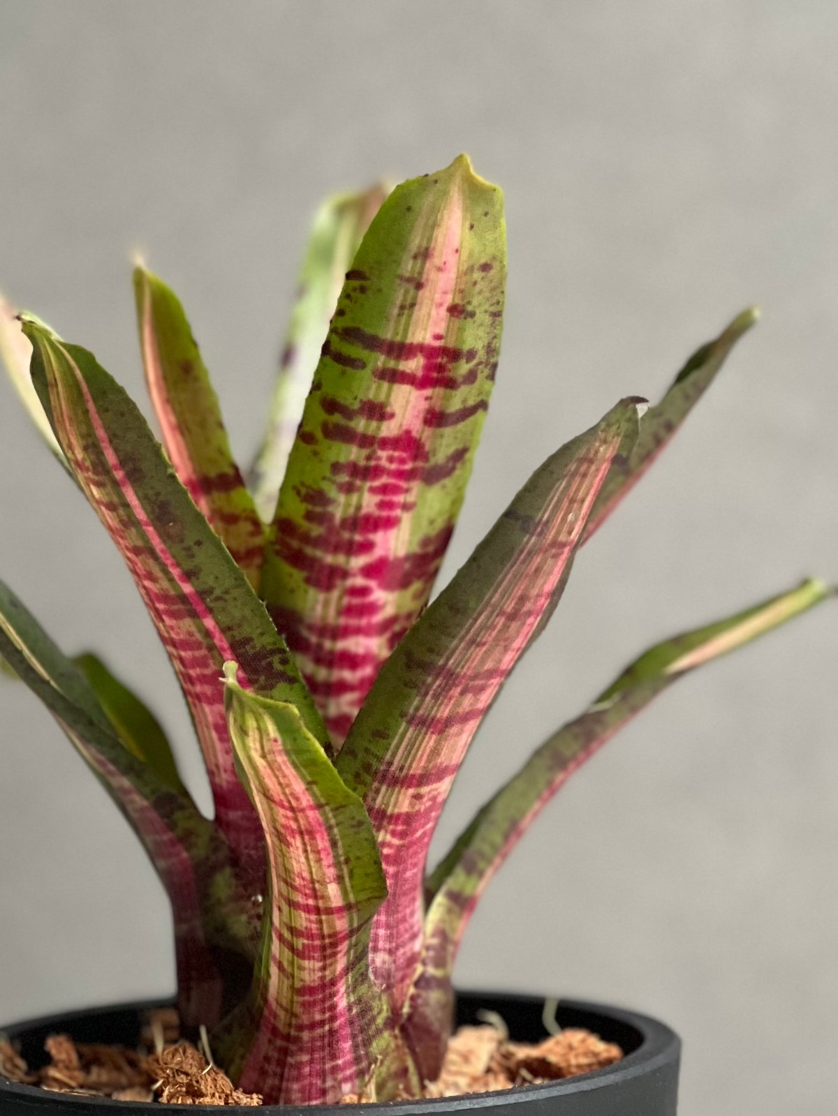 ネオレゲリア アベンチュラ 「Neoregelia Aventura」81C | SHOUCH