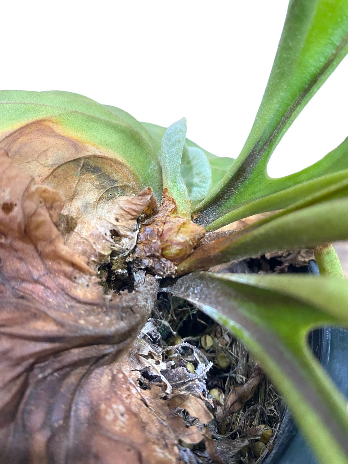 ビカクシダ リドレイ(by ヌクル) 「Platycerium ridleyi (by Nuk