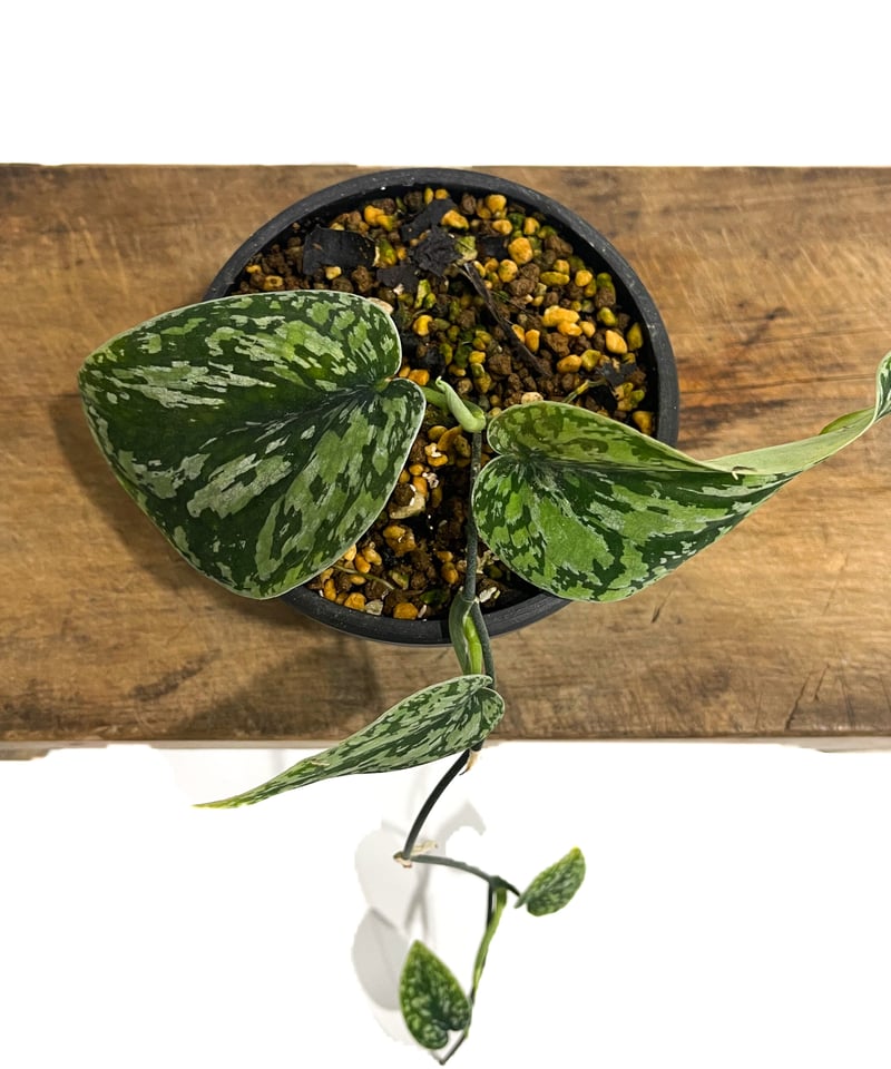 スキンダプサス トリカラー「Scindapsus Tricolor」78A-2 | SHOUC