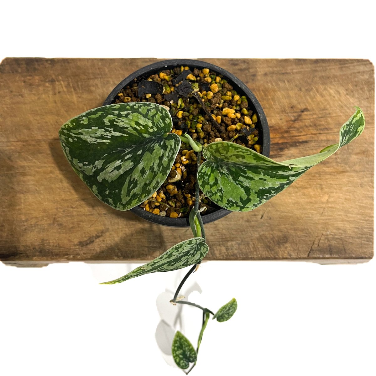 スキンダプサス　ユニコーン　トリカラー スキンダプサス ユニコーン トリカラー 極美株】スキンダプサス トリ