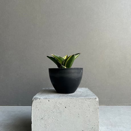 サンスベリア | STORES