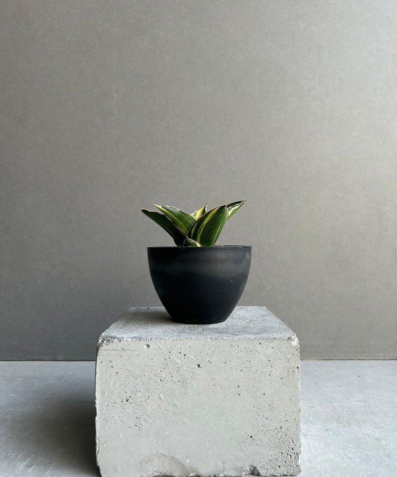 サンセベリア アンダマン 斑入「Sansevieria Andaman Variegated
