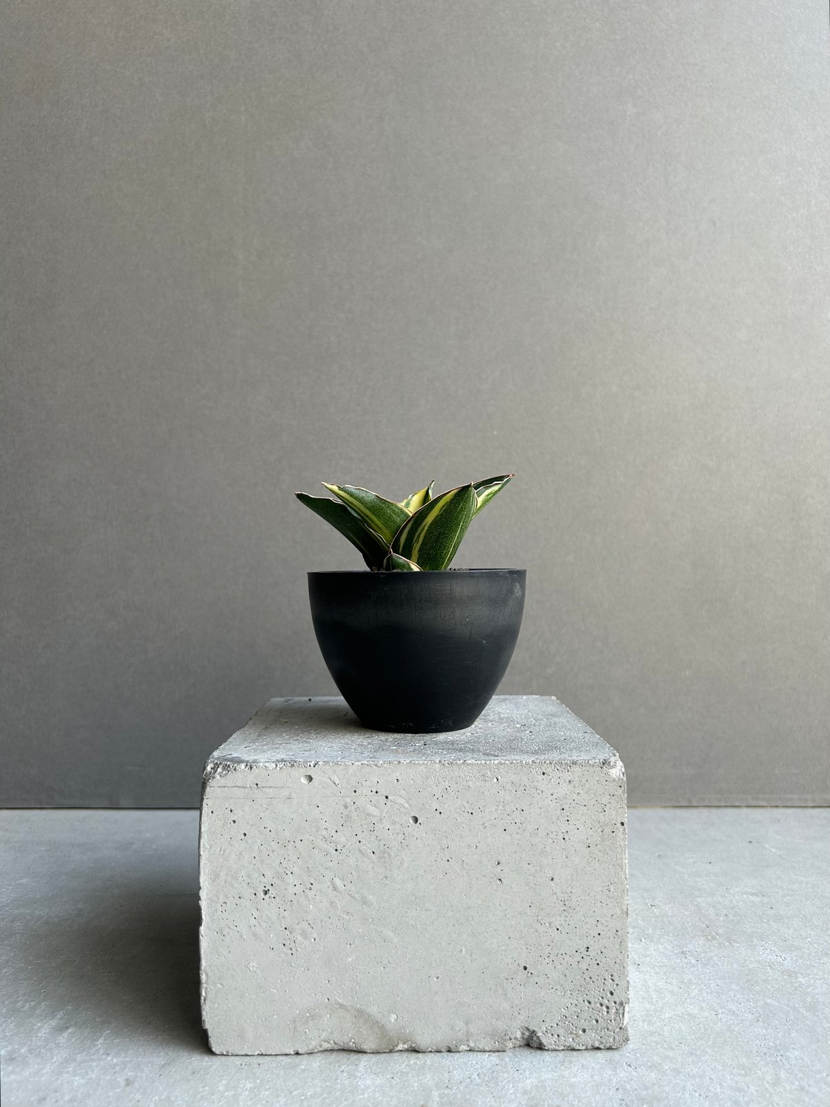 サンスベリア アンダマン 斑入 Sansevieria Andman Var サンセベリア アンダマン 斑入「Sansevieria Andaman Variegated
