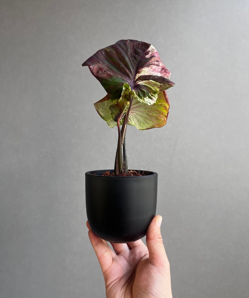 未開封PachypodiumGracilius Var.AUTUMNLEAVES カラジューム ハイブリッド “ビッグ アス” 「Caladium Hybrid