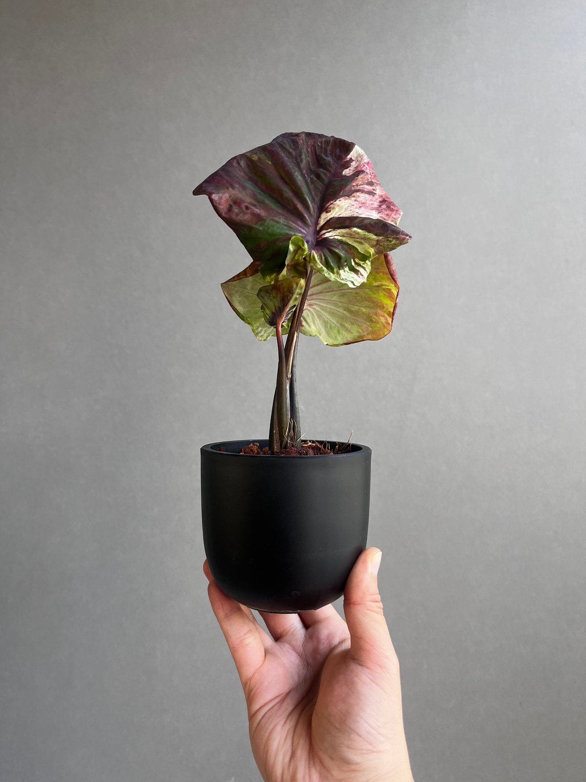 カラジウム カラジューム タイハイブリッド ヒラヒラ系 27 タイ