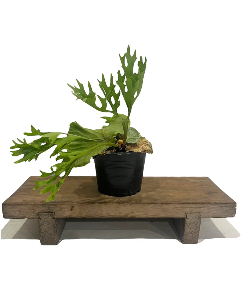 ビカクシダ リドレイ(by ヌクル) 「Platycerium ridleyi (by Nuk