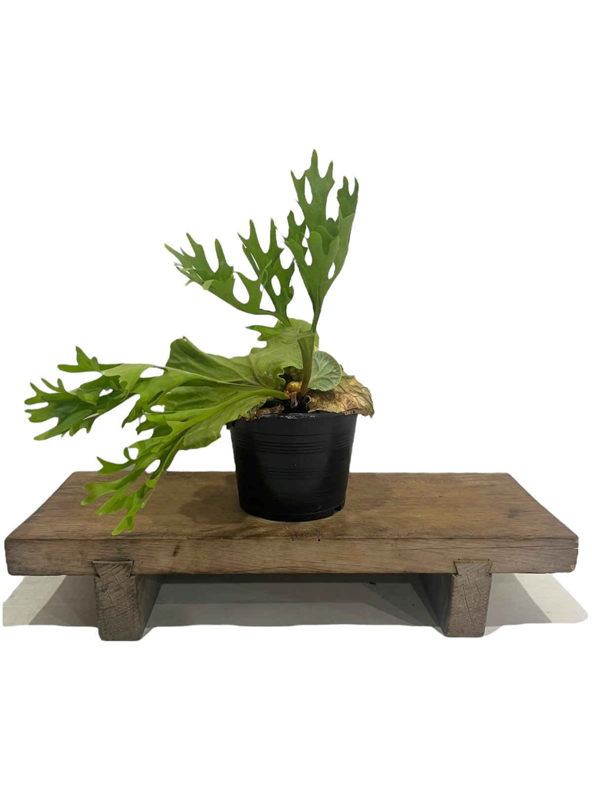 リドレイワイルド /ビカクシダ /Platycerium / ridleyi ビカクシダ リドレイ ワイルド Platycerium ridleyi④