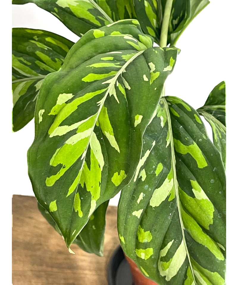アグラオネマ ピクタム トリカラー “選抜個体”「Aglaonema pictum trico