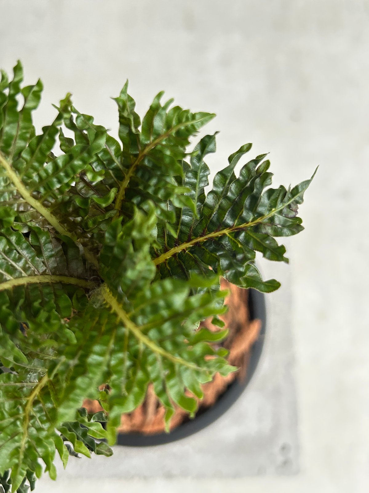 ブレクナム ギッバム ドワーフ ブレクナム ギッバム ドワーフ 「Blechnum gibbum Dwarf 」67H
