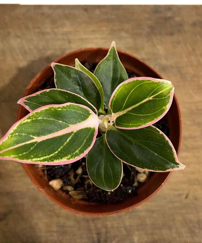 アグラオネマ ロータス デライト「Aglaonema Lotus Delight」5 アグラオネマ ロータス デライト「Aglaonema Lotus Delight」5