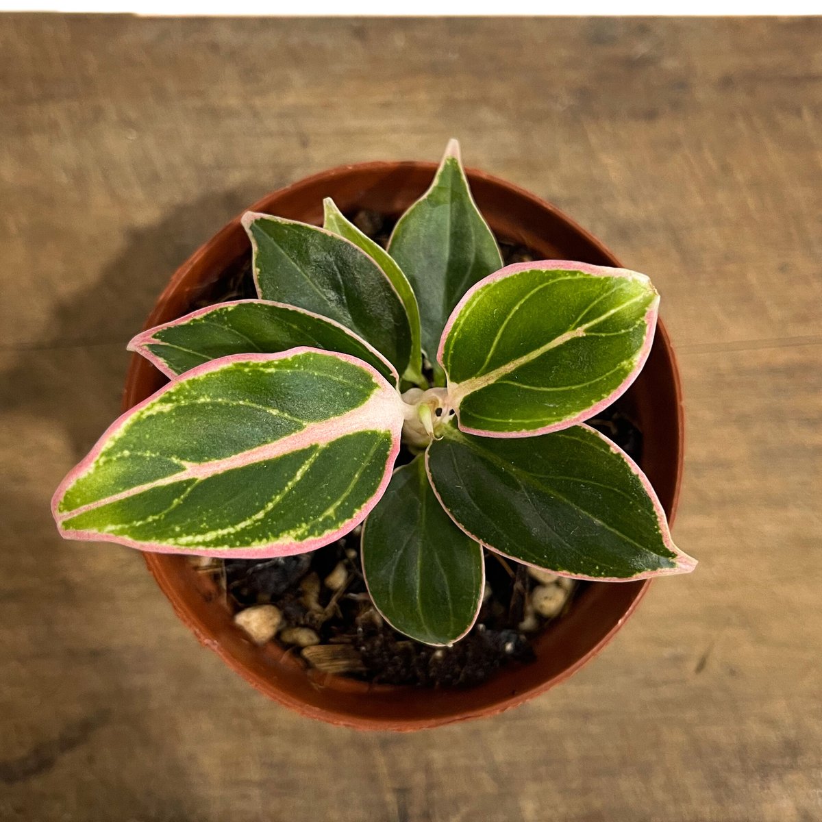 【写真現物】本物♡アグラオネマ　ロータスデライト　大株　ゆうパック発送 写真現物】アグラオネマ ロータスデライト 大株 ゆうパック発送 【公式