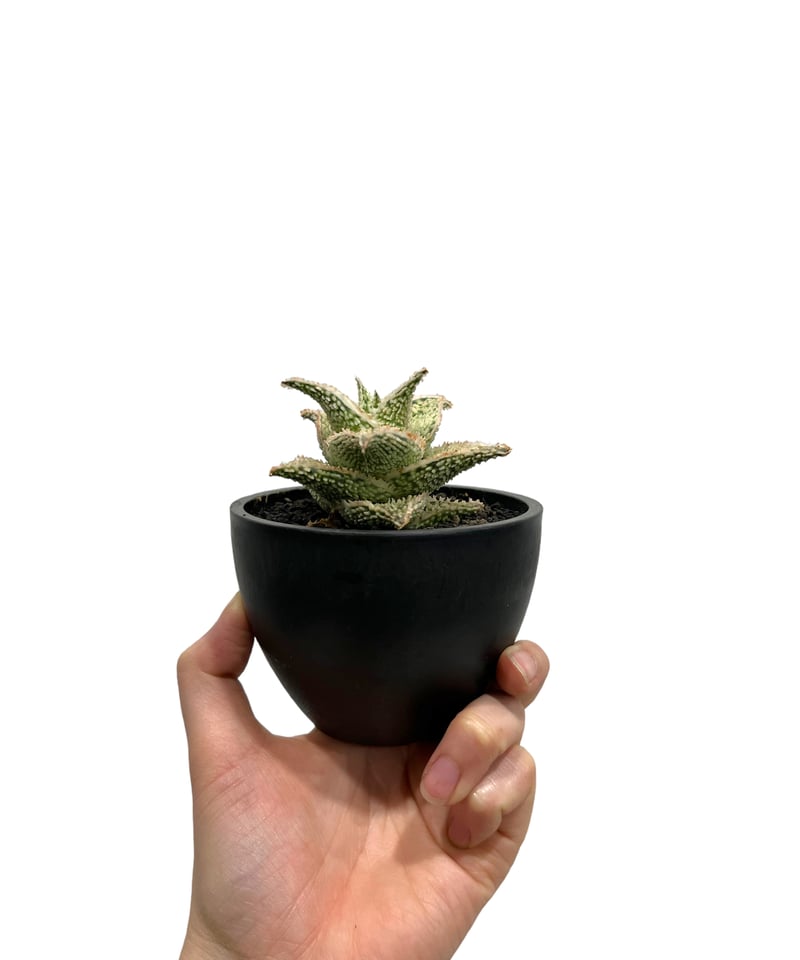 アロエ ハイブリッド “選抜個体” 「Aloe Hybrid “Select