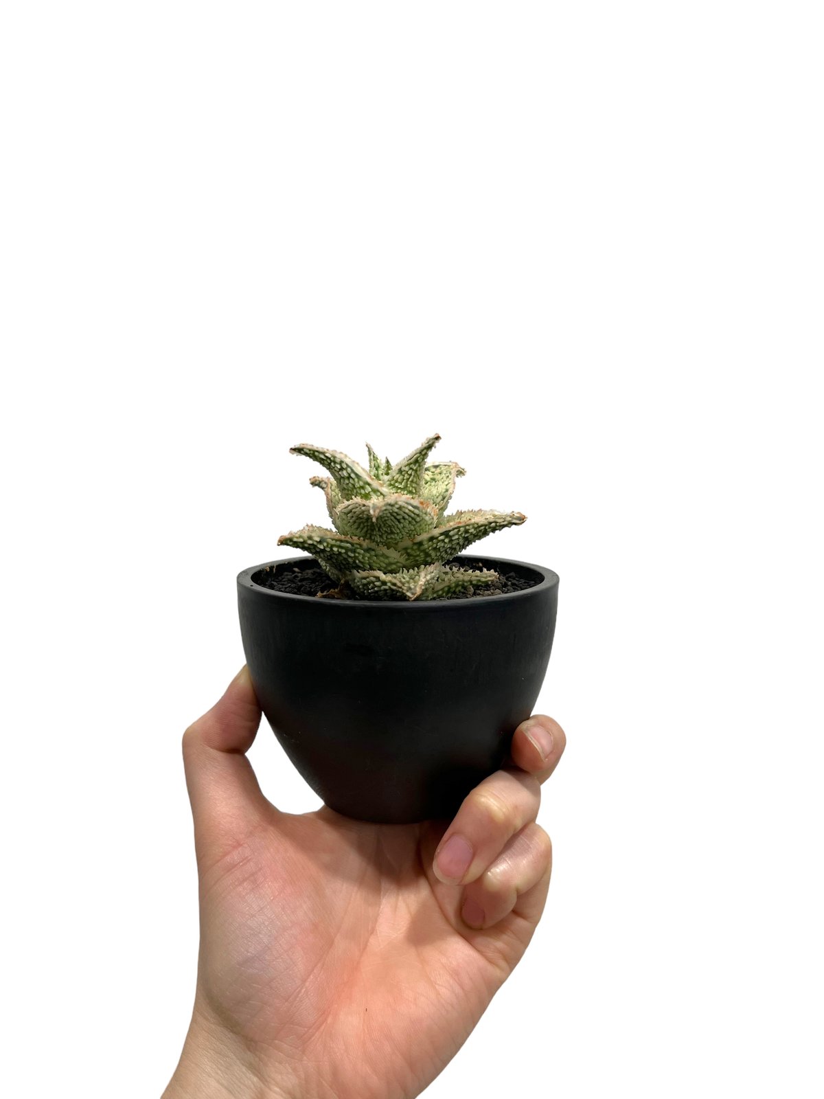 アロエ ハイブリッド “選抜個体” 「Aloe Hybrid “Select