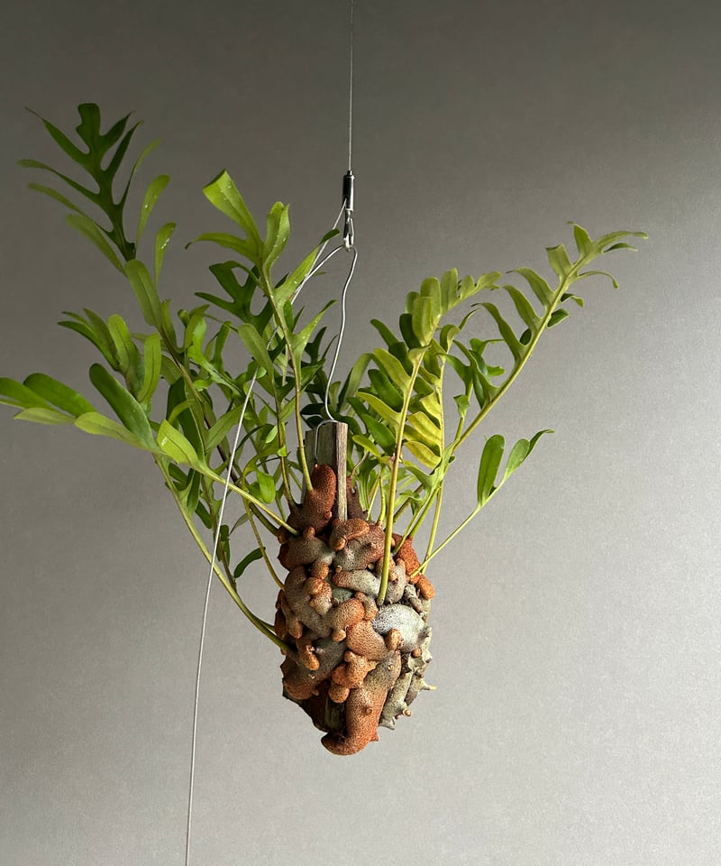 レカノプテリス クルスタセア「Lecanopteris crustacea」60J | SHO