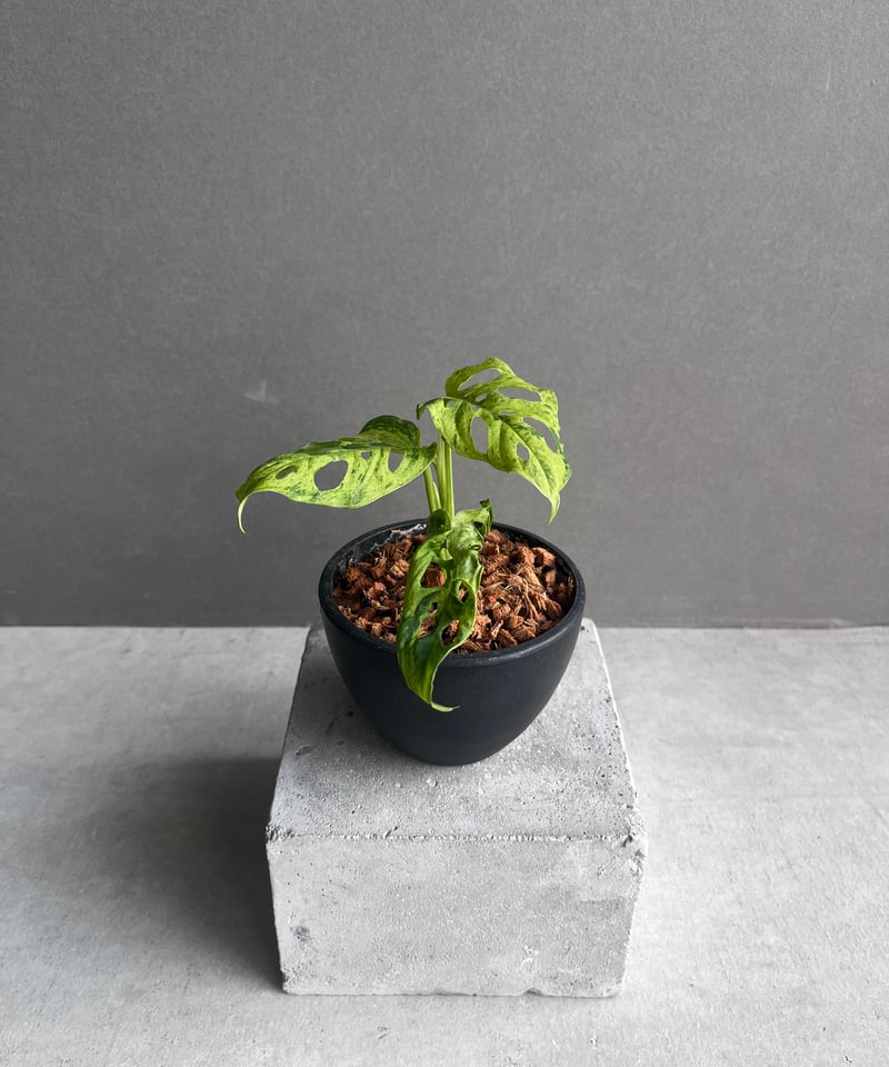 モンステラ ラニアタ ミント 斑入 「Monstera laniata mint モンステラ ラニアタ ミント 斑入 「Monstera laniata mint