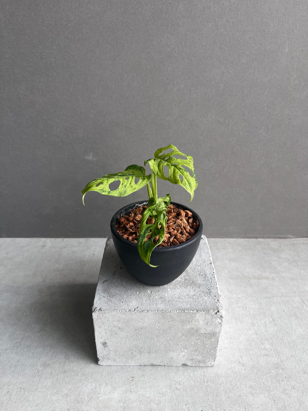 ラミレジィさん モンステラ50 斑入　マクロコズム　ミント　カット茎 Amazon.co.jp: モンステラ デリシオーサ マクロコズム ミント