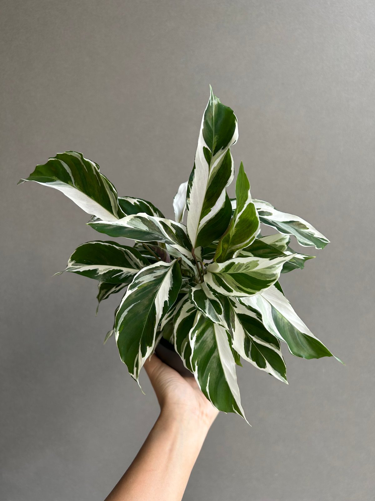 カラテア ホワイトフュージョン カラテア・ホワイトフュージョン】4号鉢｜観葉植物 – hanna