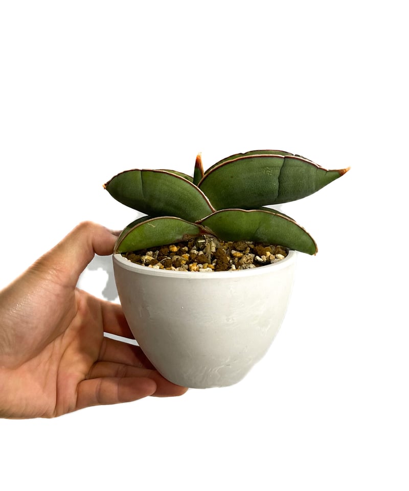 サンセベリア エーレンベルギー バナナ 「Sansevieria ehrenbergii Ba