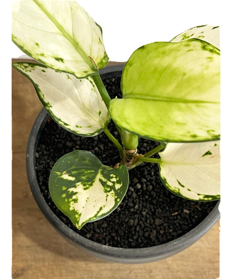 アグラオネマ アンヤマニー ホワイト「Aglaonema Unyamanee アグラオネマ アンヤマニー ホワイト「Aglaonema Unyamanee