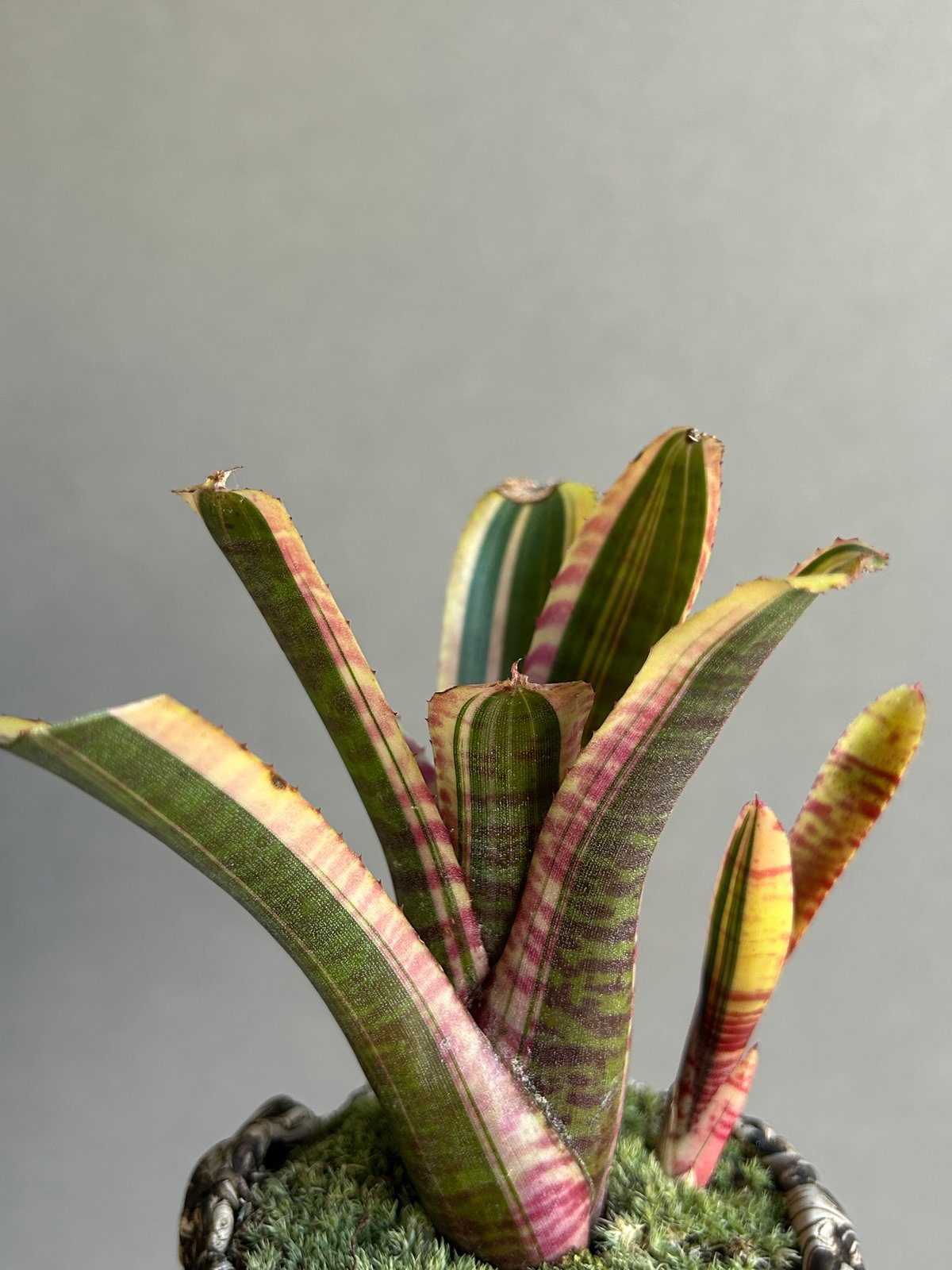 ネオレゲリア ライブ ワイヤー+ plantsmonsters pot「Neoregelia