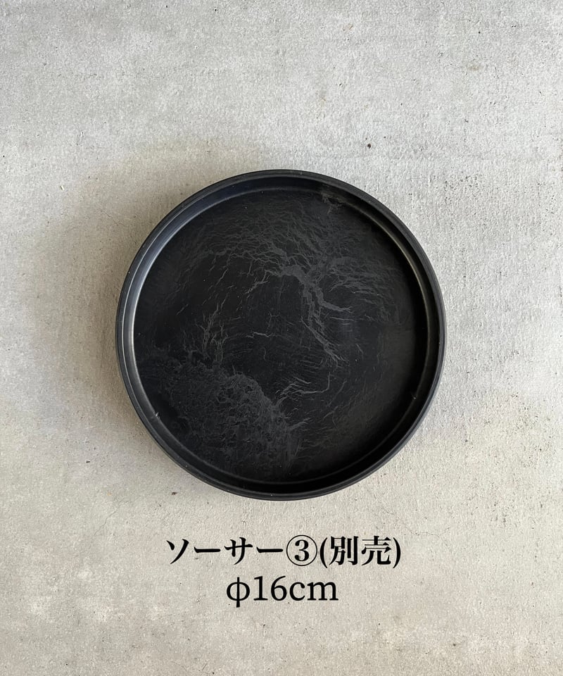 ドルステニア ラブラニー x フォエチダ 綴化「Dorstenia lavrani ドルステニア ラブラニー x フォエチダ 綴化「Dorstenia lavrani