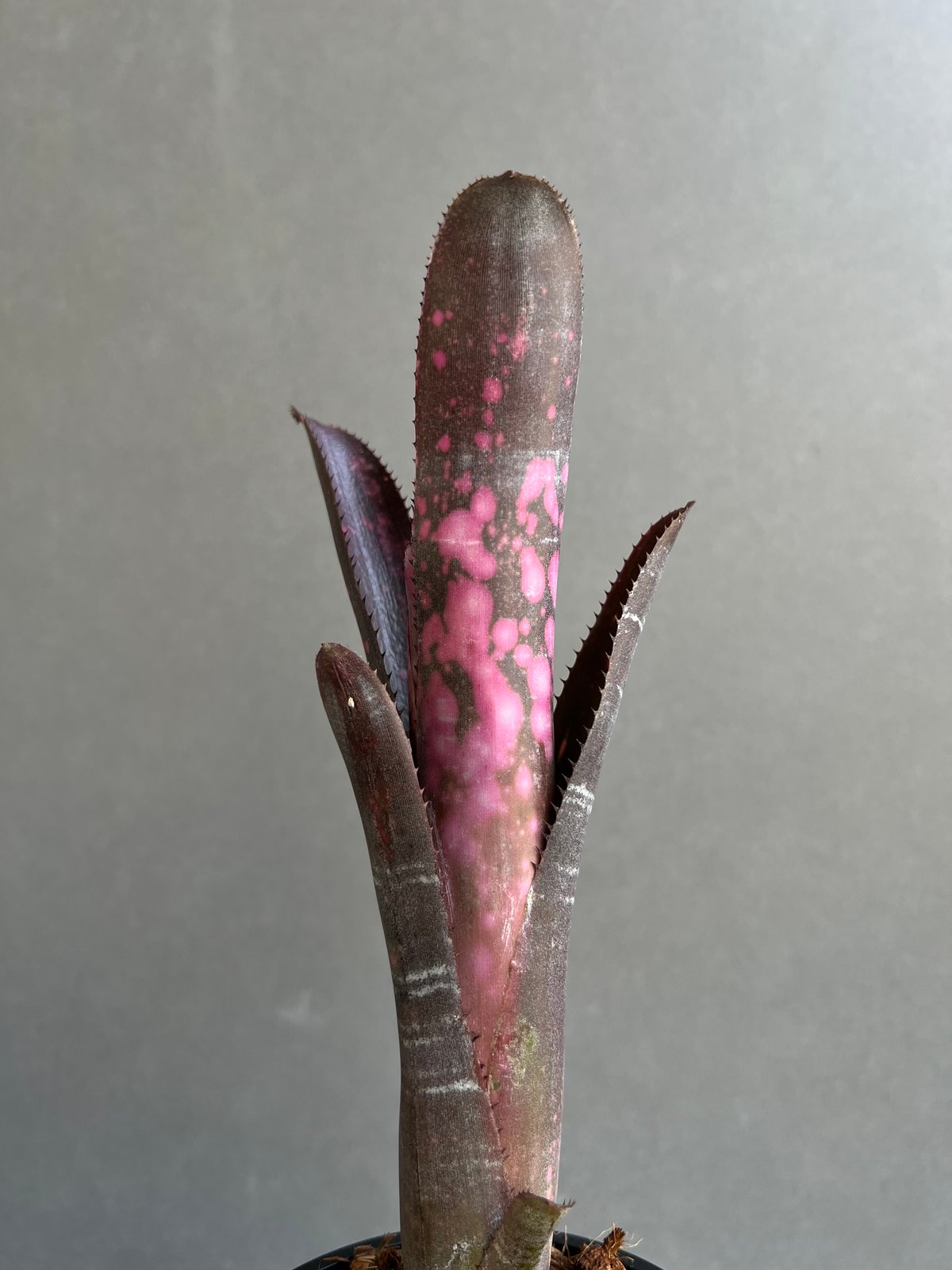 ビルベルギア インセンディアリー デライト 「Billbergia Incendiary De