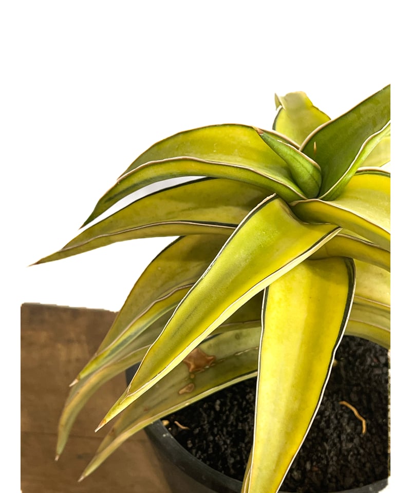 サンセベリア lav.23251 ハイパー斑入り「Sansevieria lav. 23251 サンセベリア lav.23251 ハイパー斑入り「Sansevieria lav. 23251