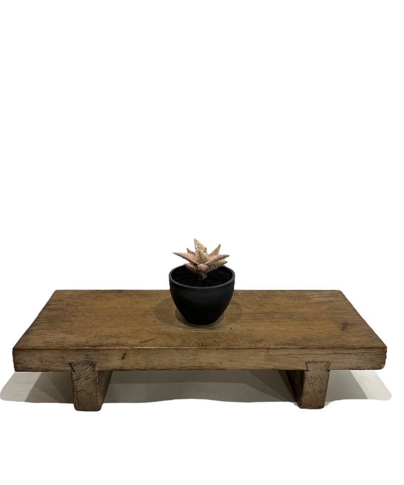 アロエ テンプラ 「Aloe Tempra」37T | SHOUCHIKUEN