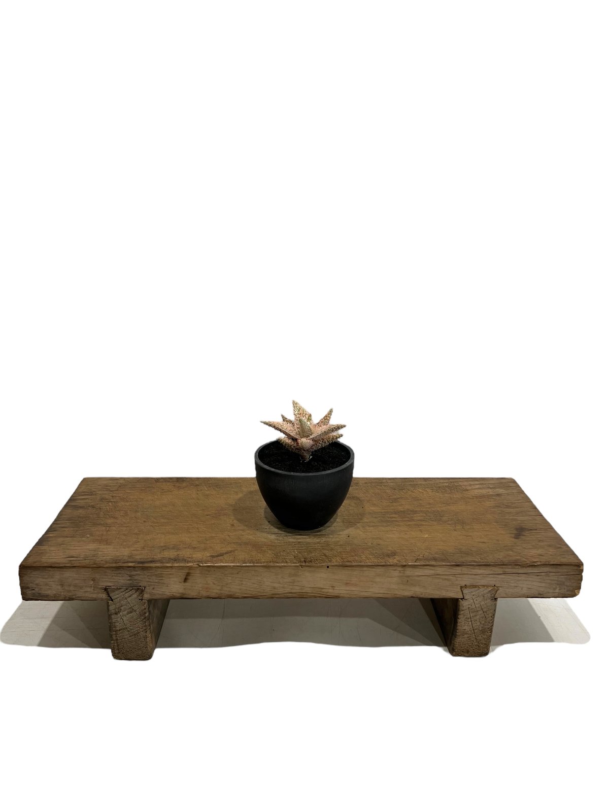 アロエ　テンプラ アロエ テンプラ 「Aloe Tempra」37T | SHOUCHIKUEN ハオルチア・アロエ