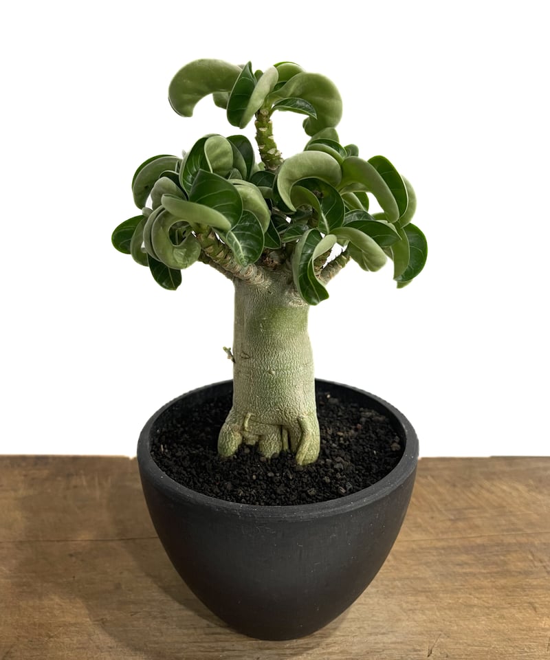 【レア/獅子葉/アデニウム/ブラックスキン】 DHA - A アデニウム D.H.A (獅子葉)選抜個体 「Adenium D.H.A 'Select'」