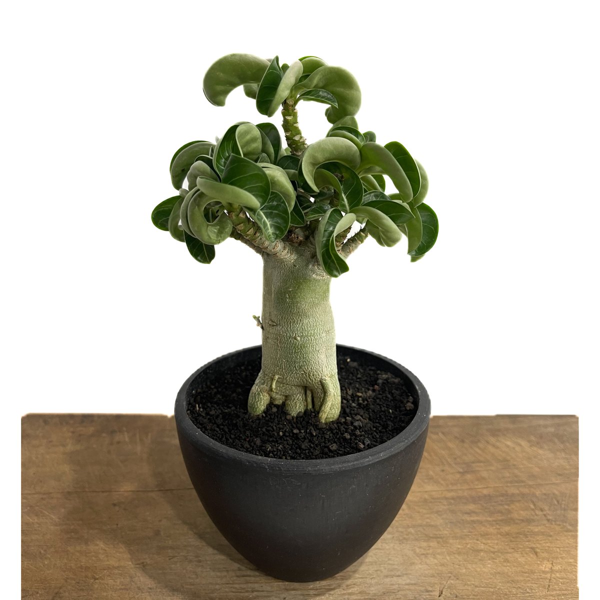 アデニウム D.H.A (獅子葉)選抜個体 「Adenium D.H.A 'Select'」