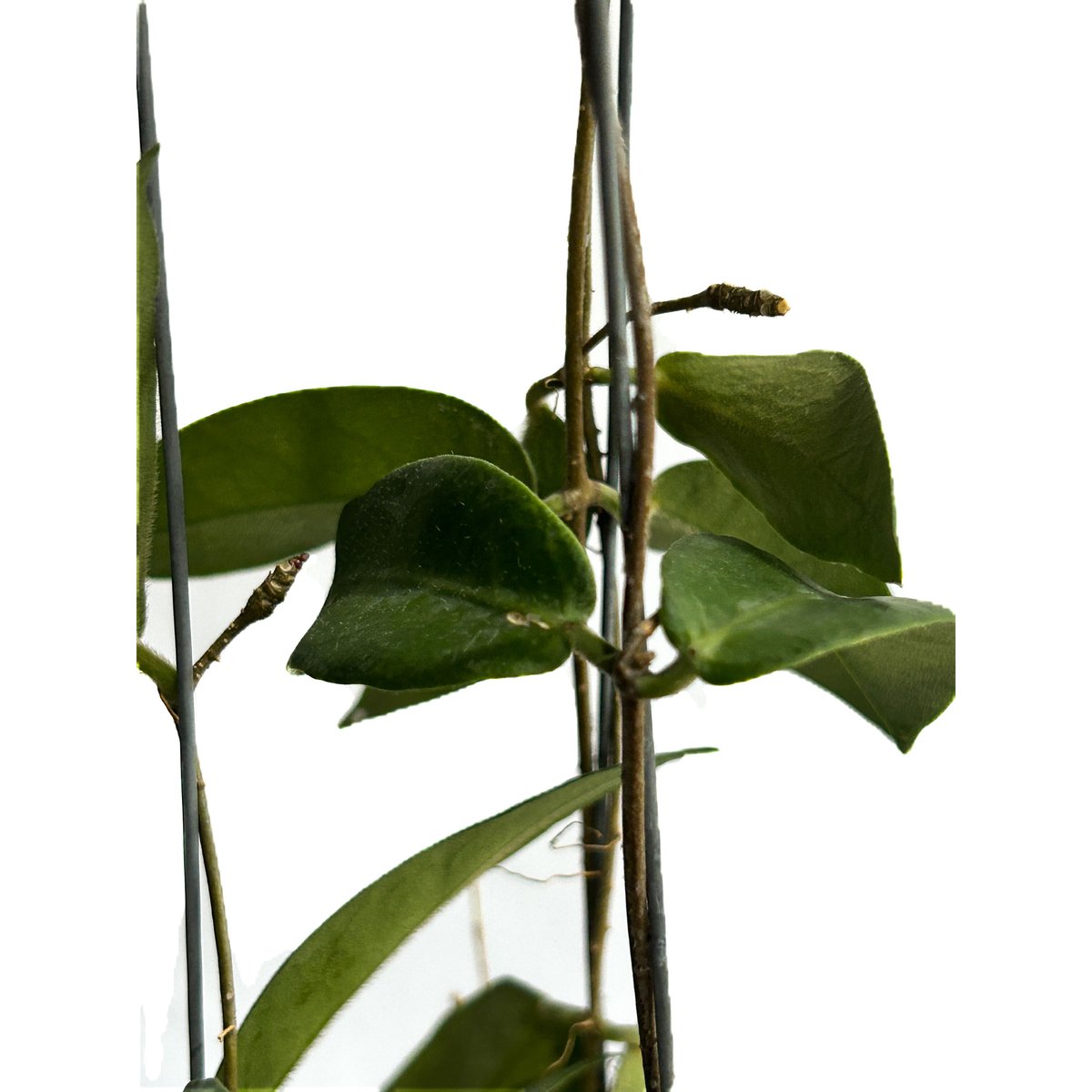 ホヤ パテラ ピンク 「Hoya patella pink 」4/19-336 | SHOUC