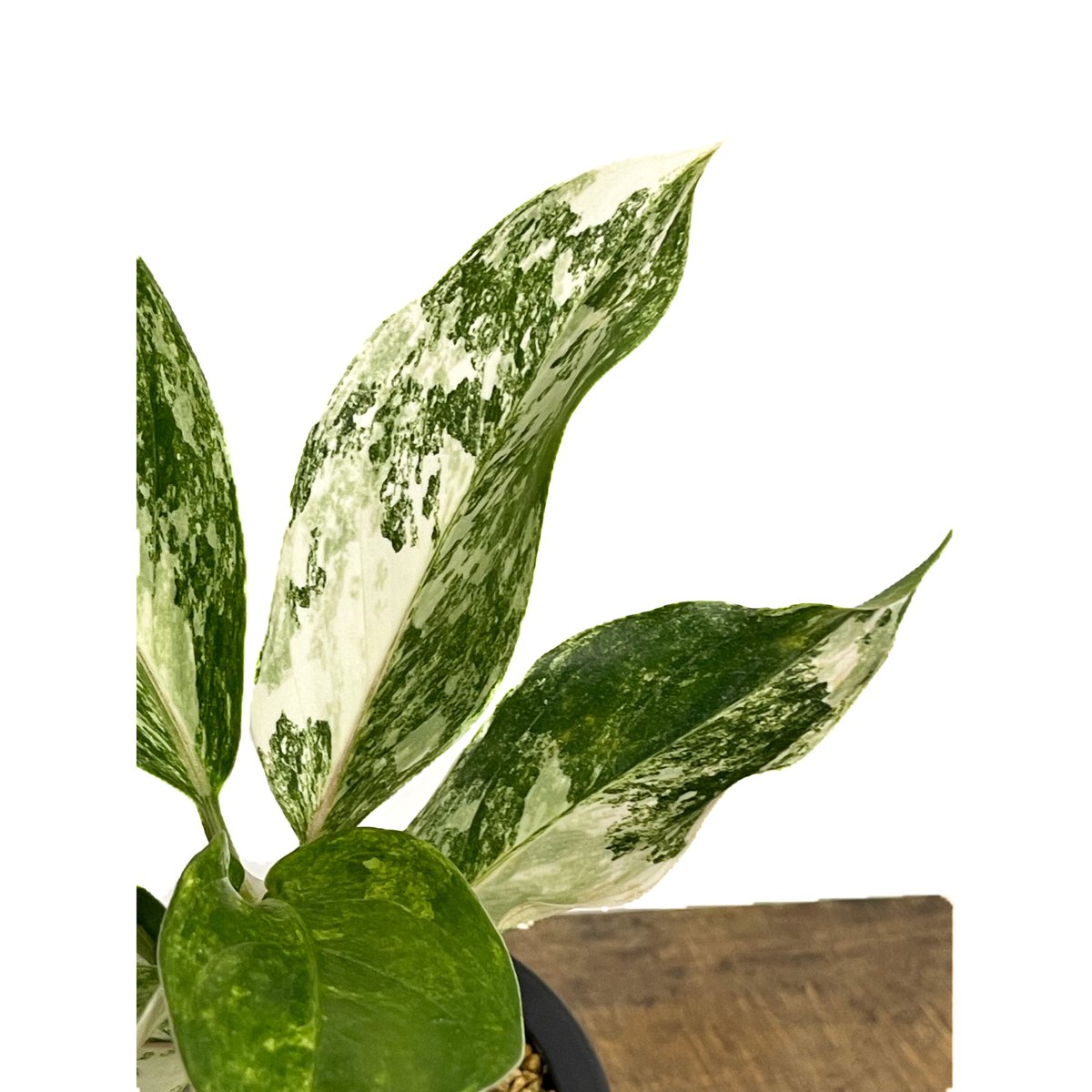 アグラオネマ サイアム ジェイド「Aglaonema Siam Jade」15F-2