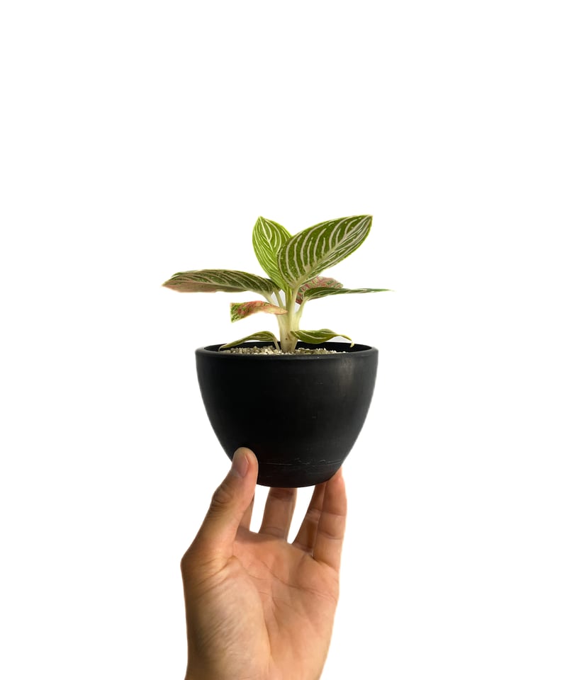 アグラオネマ ゴールデンホープ「Aglaonema Golden Hope」42F-1 | S