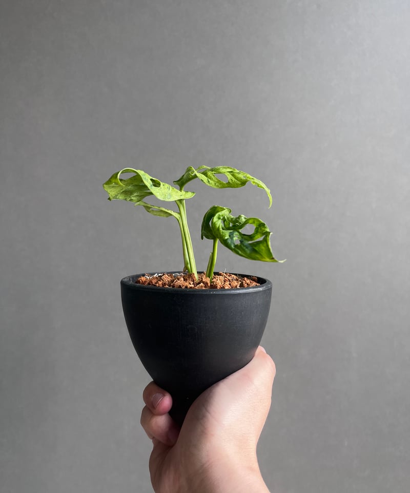モンステラ ラニアタ ミント 斑入 「Monstera laniata mint