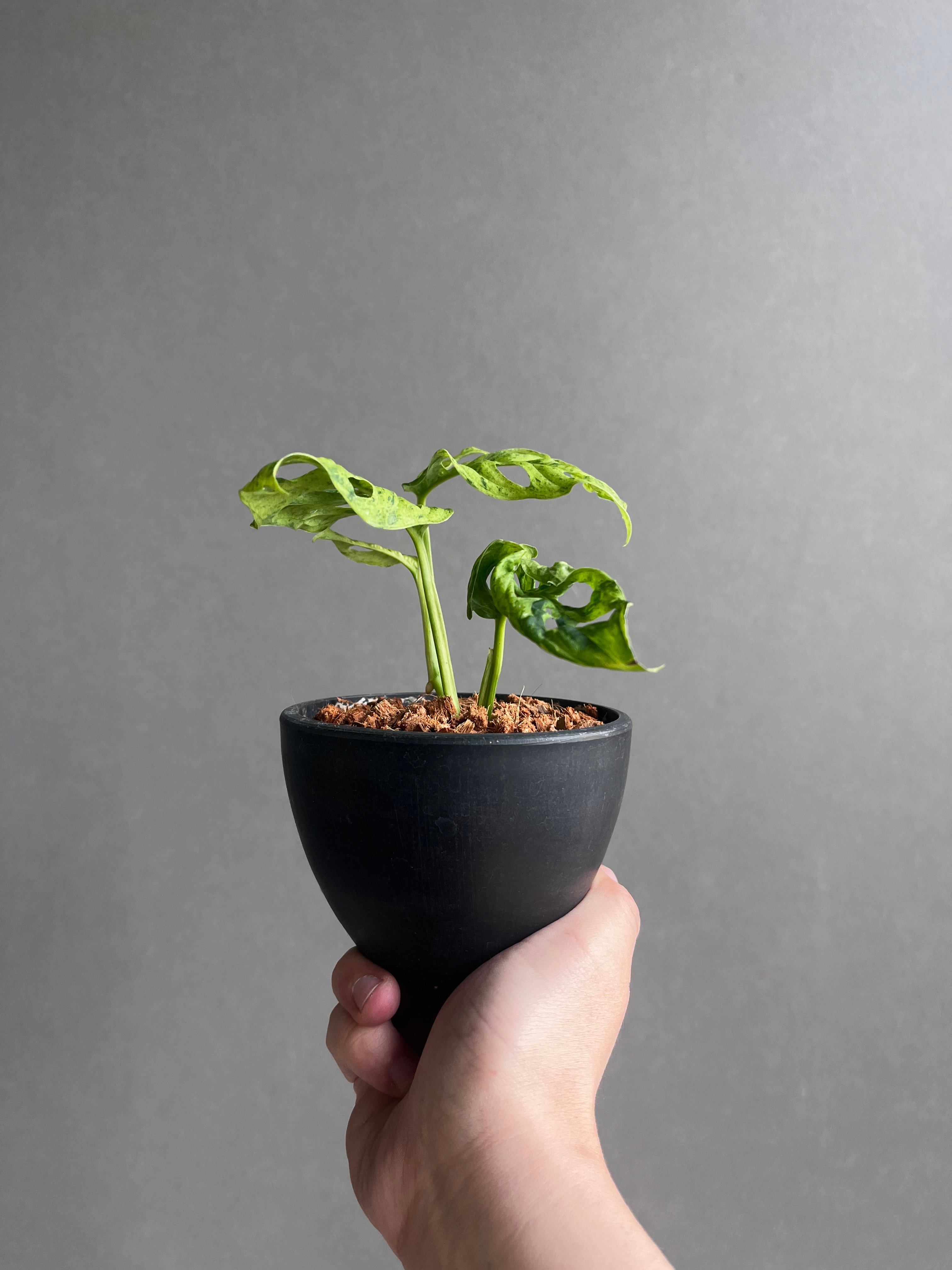 モンステラ ラニアタ ミント 斑入 「Monstera laniata mint varieg