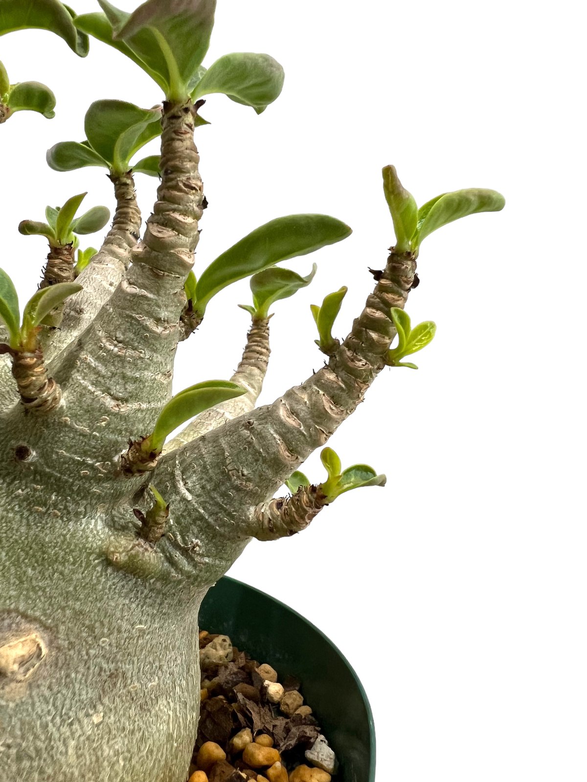アデニウム アラビカム スーパー ドワーフ タイプ 「Adenium arabicum