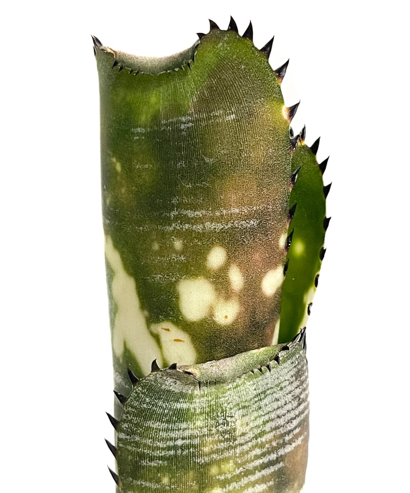 ビルベルギア ドミンゴス マーティンス「Billbergia Domingos ビルベルギア ドミンゴス マーティンス「Billbergia Domingos