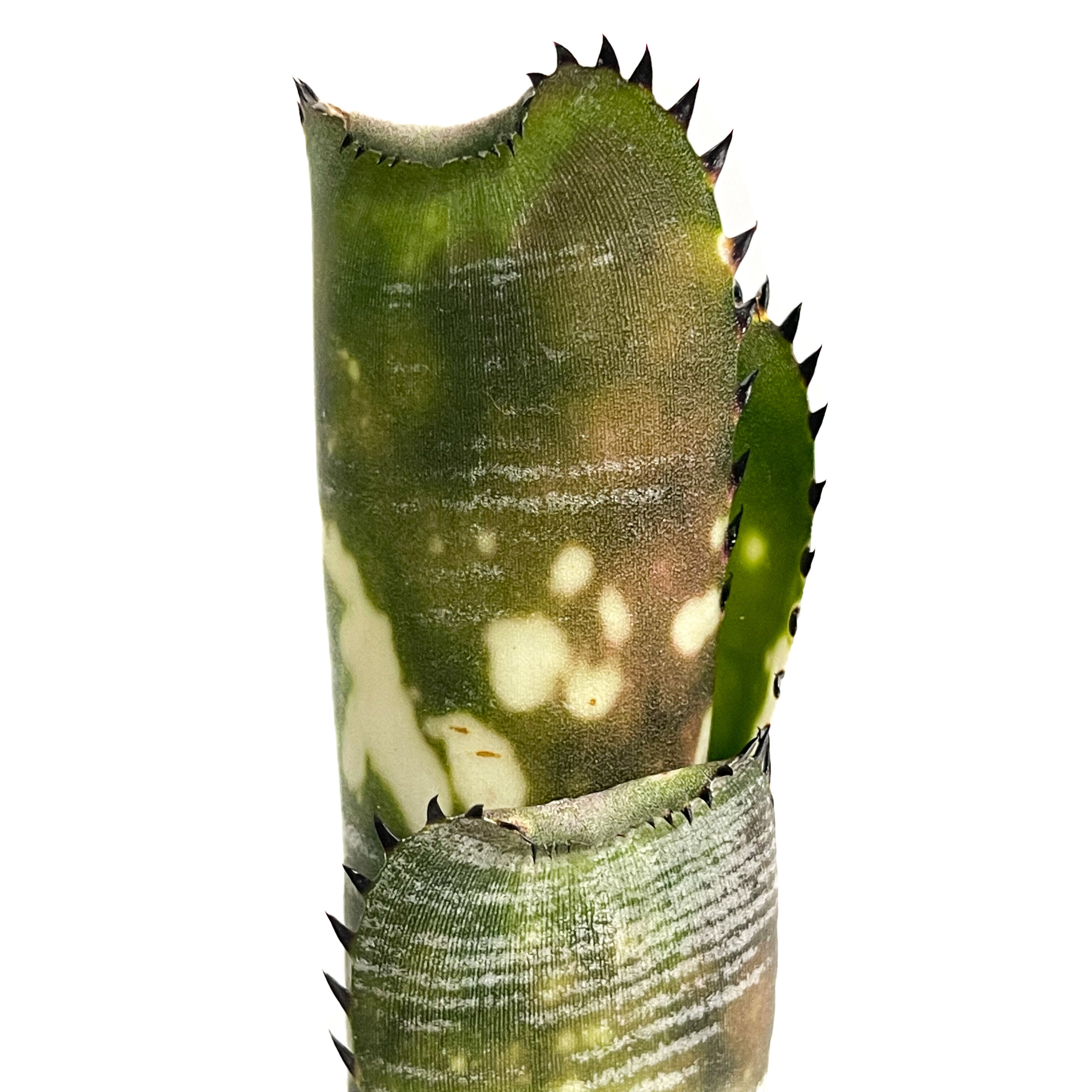 ビルベルギア ドミンゴス マーティンス「Billbergia Domingos Martins