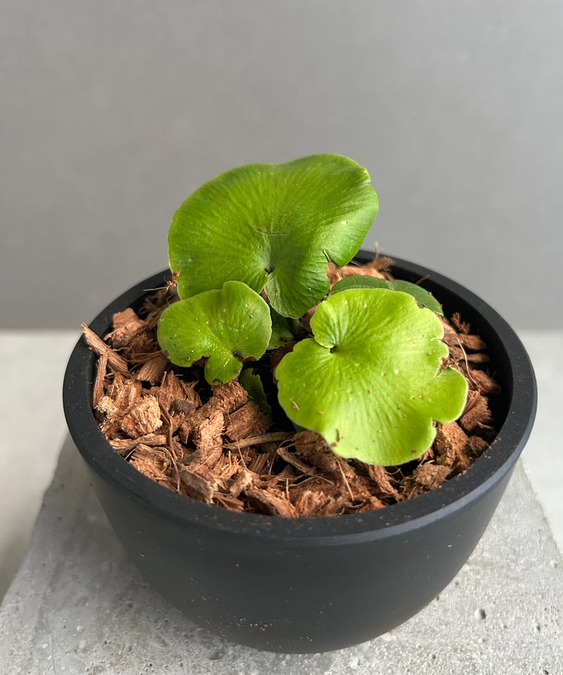 アスプレニウム デラバイ (フランチ) コペル 「Asplenium delavayi (Fr