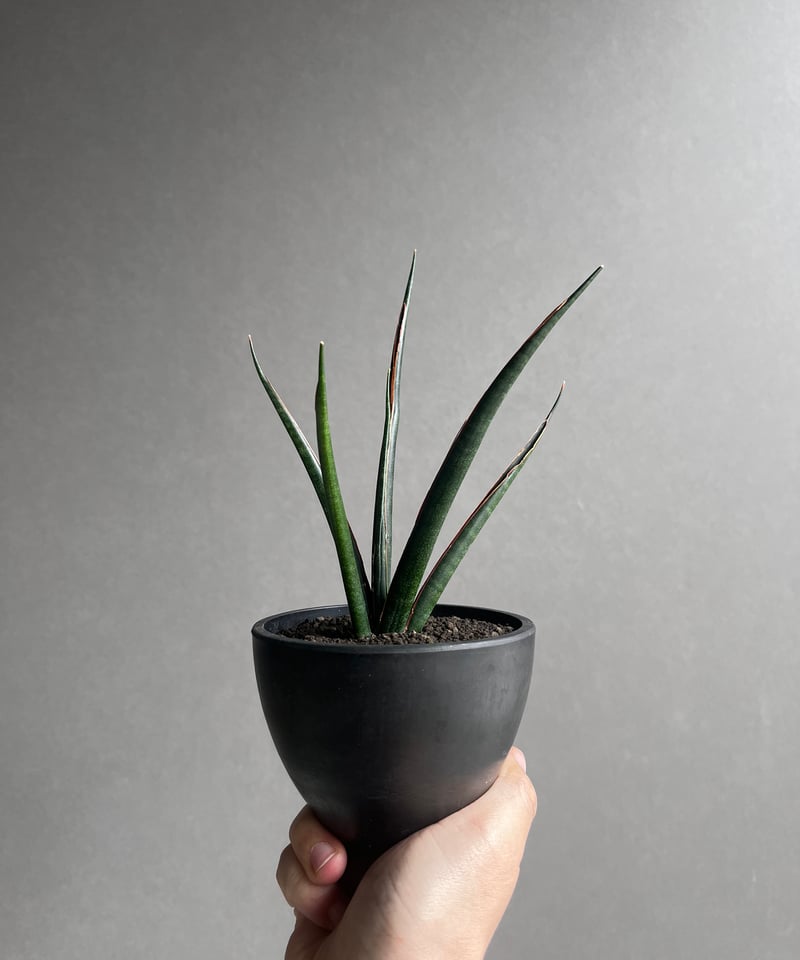 EMP サンセベリア 'ブラック' カラバオ / SA311