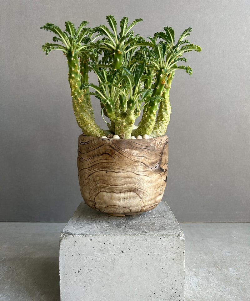ドルステニア ホルウッディ x ラブラニー + plantsmonsters pot