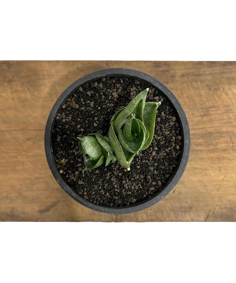 サンセベリア アンヤマニー ハイブリッドSP04「Sansevieria Unyamanee