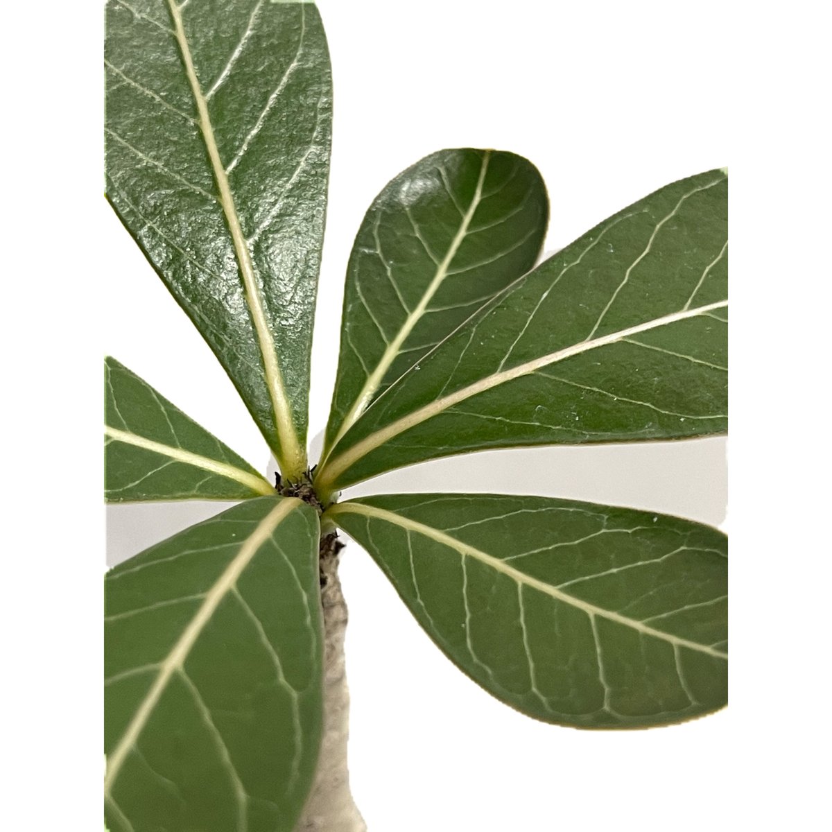 アデニウム ソコトラナム 「Adenium socotranum 」8/31-19C-2 |