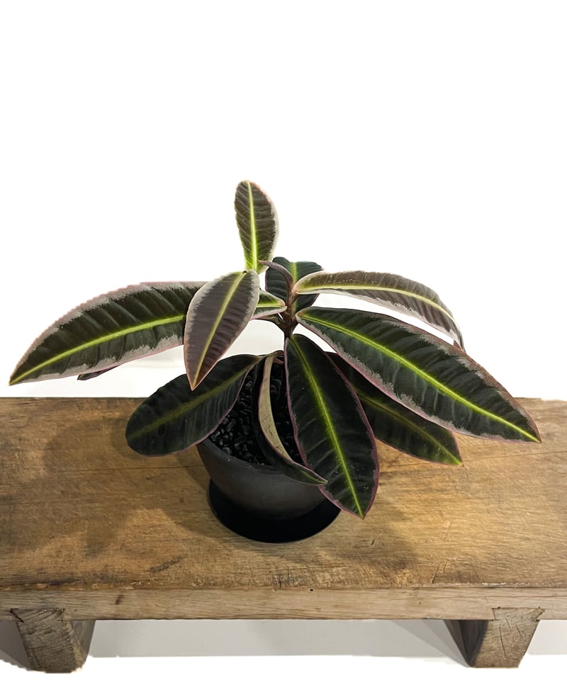 激レア！！　Labisia sp. Soth Thailand ラビシア sp.「Labisia sp.」79A-3 | SHOUCHIKUEN