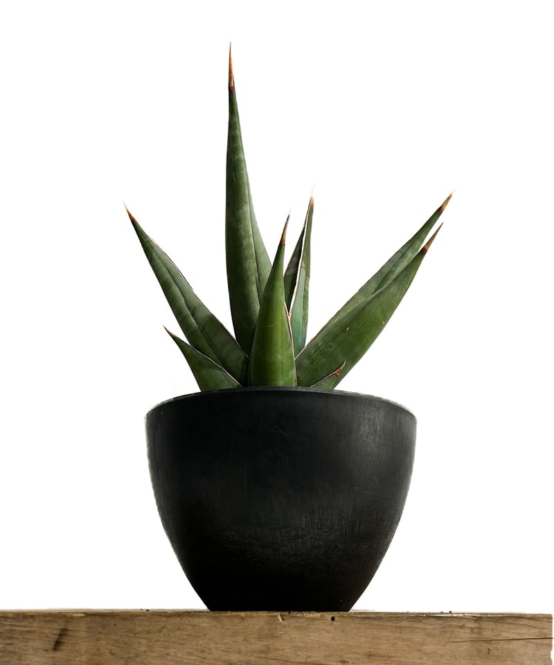 サンセベリア ピングイキュラ ロンギフォリア 「Sansevieria