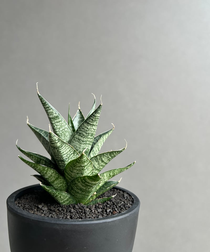 サンセベリア ブラック キャッスル「Sansevieria Black Castle 」49I