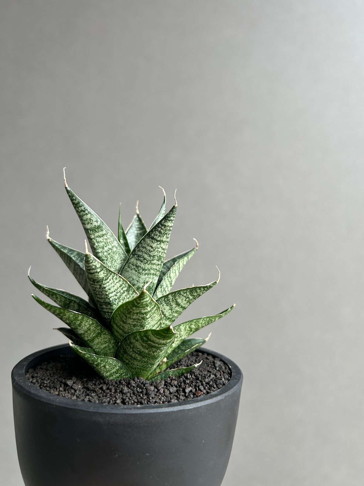 サンセベリア ブラック キャッスル「Sansevieria Black Castle 」49I