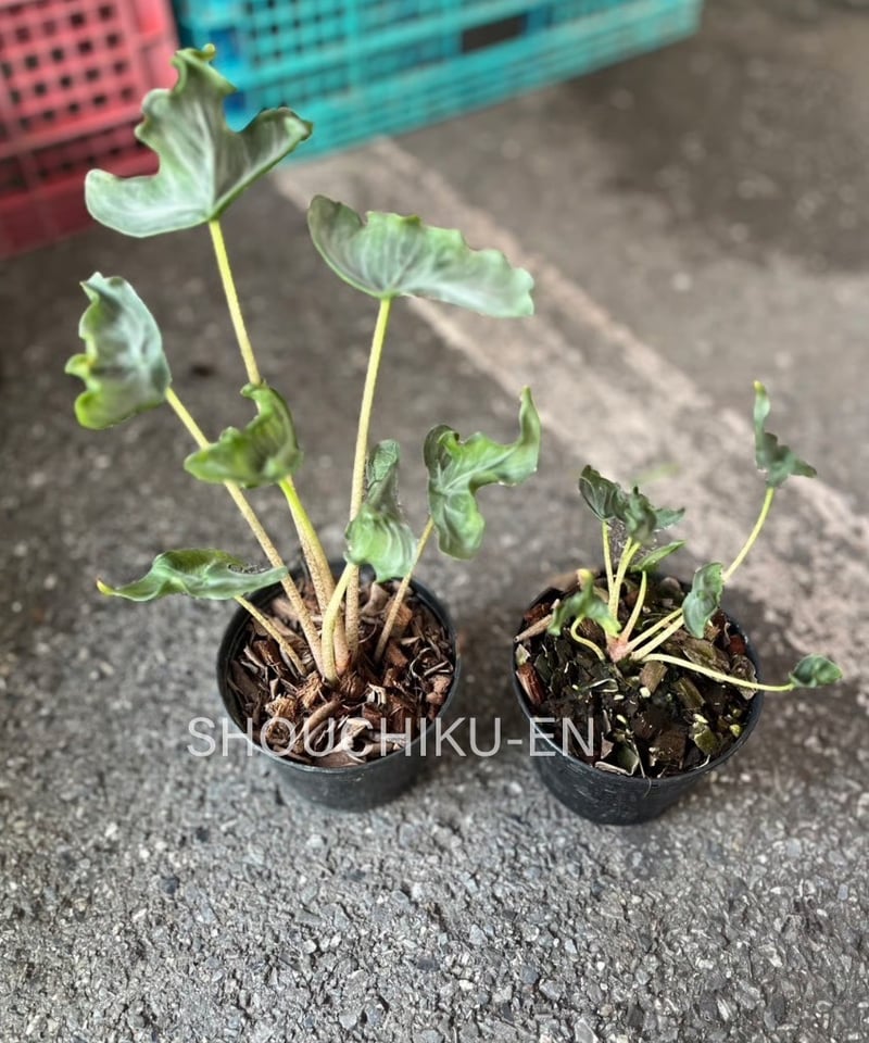 アロカシア ホーリー グレイル “ドワーフ”「Alocasia Holy Grail “ Dw