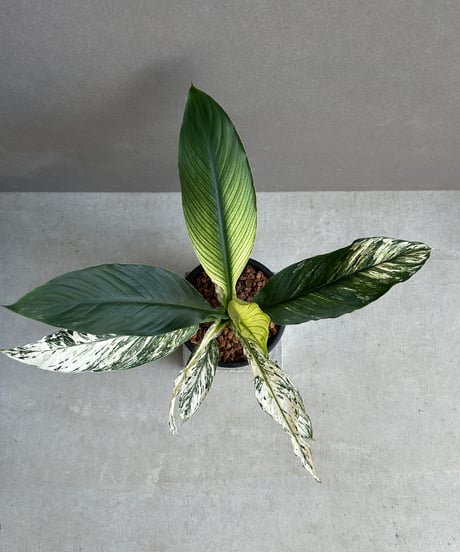 CATEGORY Plants | SHOUCHIKUEN